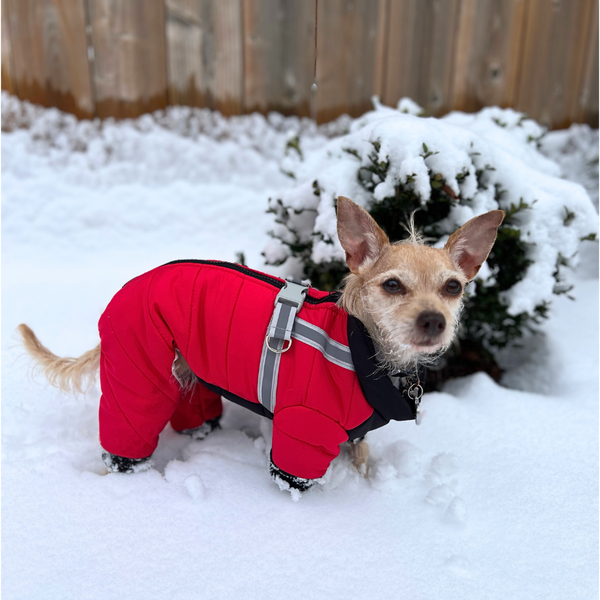 dog standing in snow with full body coverage with red and black waterproof four legged snow suit