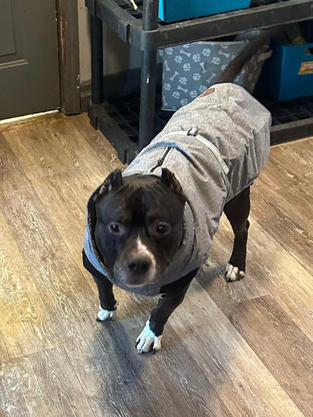 medium size American bully mix pup in grey explorer big dog jacket