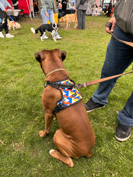 boxer wearing supreme control harness 