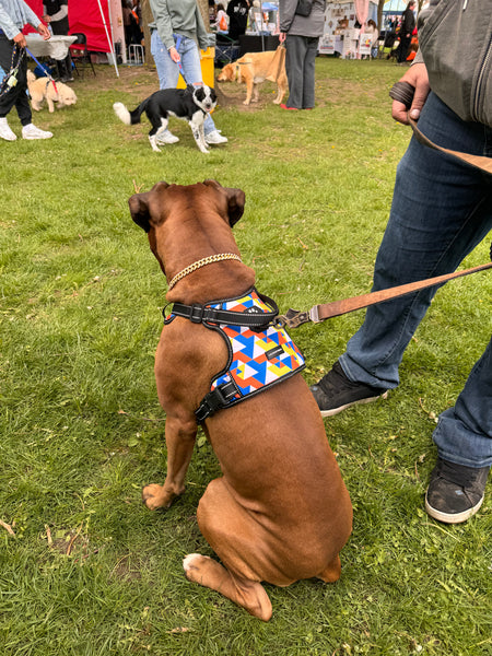 boxer wearing supreme control harness