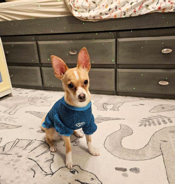 Buster the tan and white chihuahua mix wearing our paw print dog shirt in the colour Turquoise