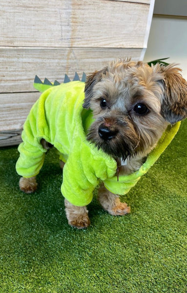 Fendi the morkie is wearing a size medium in the colour light green