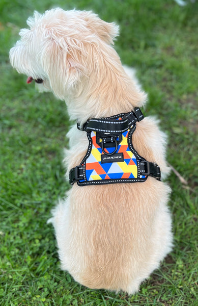 3 legged rescue dog wearing our Geometrical Supreme control harness