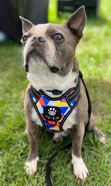 Boston terrier wearing our Geometrical Supreme control harness