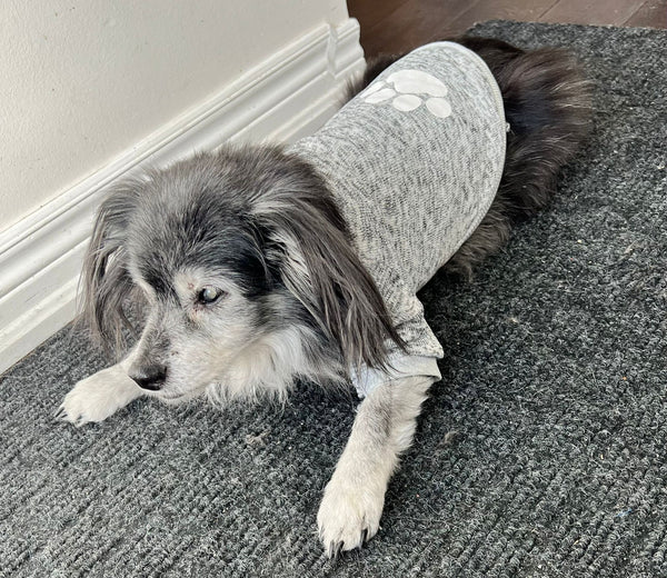 long hair chihuahua wearing our paw print dog shirt in the colour grey