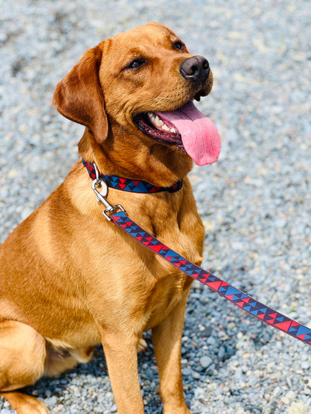Handsome boy Max the golden retriever lab mix dog is wearing our Geometrical Waterproof collar and leash set in the colour Galactic Blue