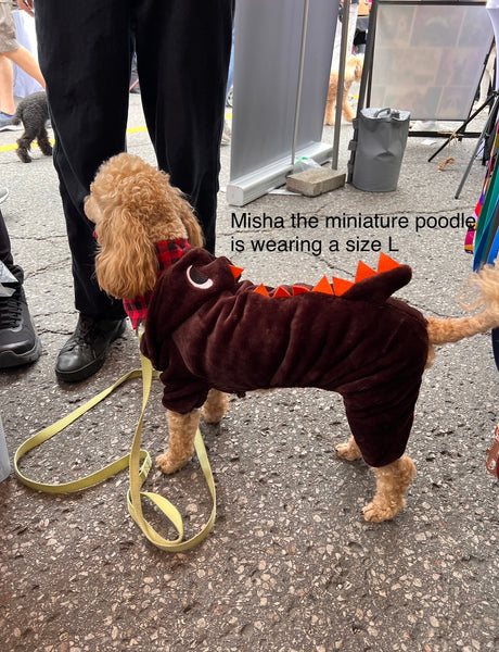 Misha the apricot mini poodle is wearing a size large in the colour dark brown 