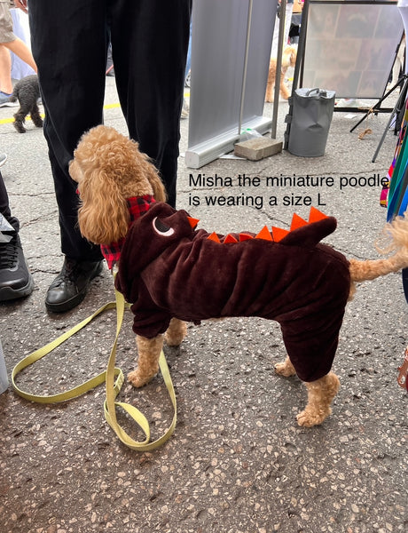 Misha the apricot mini poodle is wearing a size large in the colour dark brown