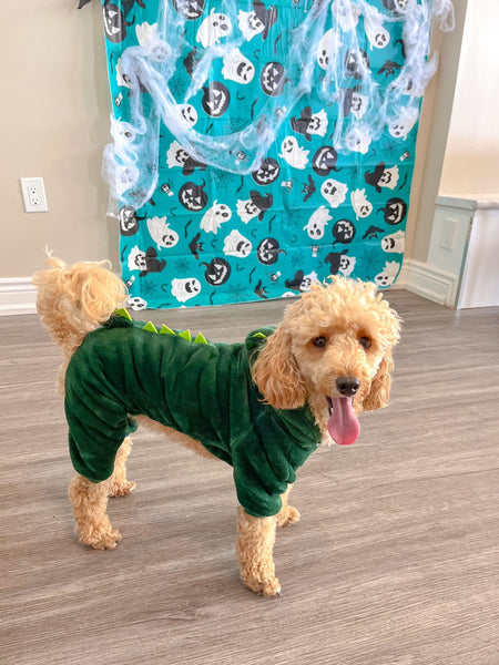 Misha the apricot minature poodle is wearing a size large in the colour dark green 