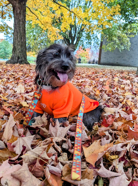 Black and white terrier mix dog wearing our Geometrical Waterproof collar and leash set in the colour  Orange bliss