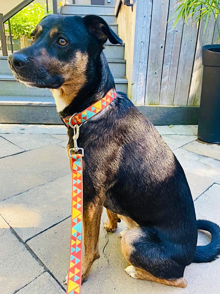 Murphy the potcake is wearing our Geometrical Waterproof collar and leash set in the colour Orange bliss