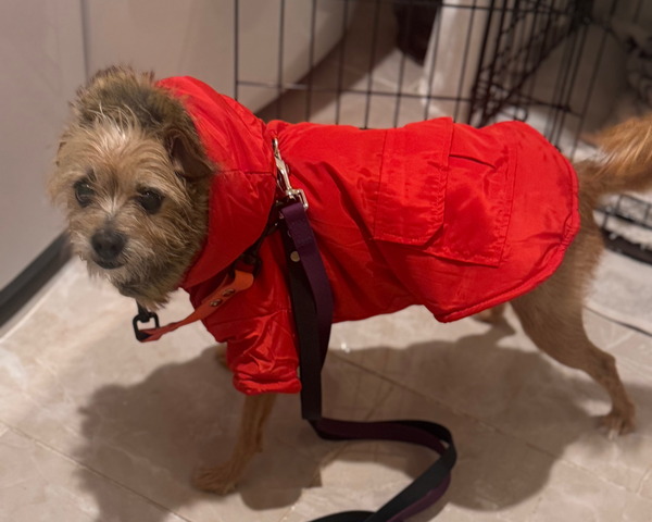 Nina a 15lb terrier mix wearing our candy apple red waterproof jacket