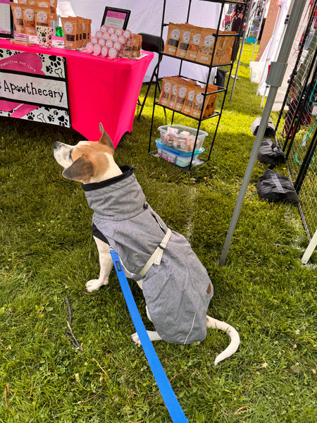 mutt in grey explorer big dog jacket