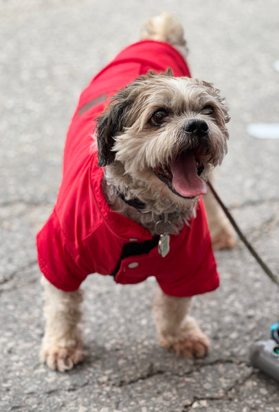 Shihtzu wearing a size large in the this candy apple red small dog jacket