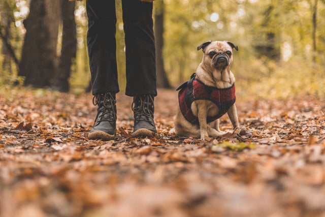 pet-and-owner-on-fall-walk
