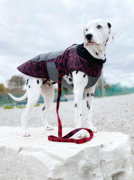 Model Arson the dalmation is wearing a size 1XL red wine colour polar fleece lining warm winter jacket for big dogs affordable, great quality with practical features for you and your dog