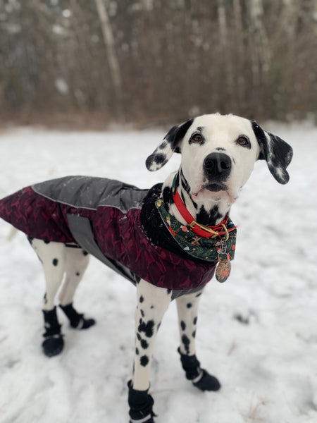 Model Iris the dalmation is wearing a size XL red wine colour polar fleece lining warm winter jacket for big dogs affordable, great quality with practical features for you and your dog