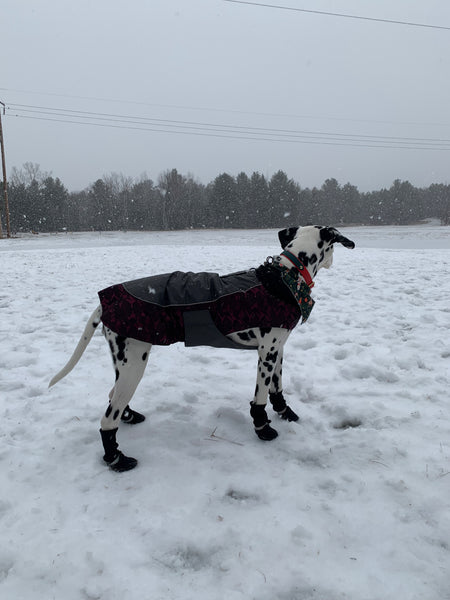 Model Iris the dalmation is wearing a size XL red wine colour polar fleece lining warm winter jacket for big dogs affordable, great quality with practical features for you and your dog