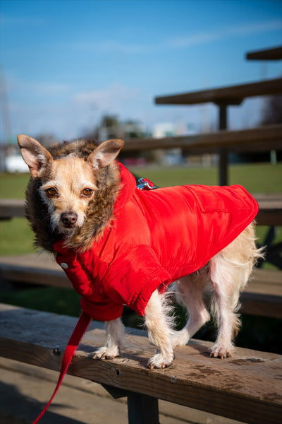 Chihuahua terrier mix wearing size small in this candy apple red small dog jacket