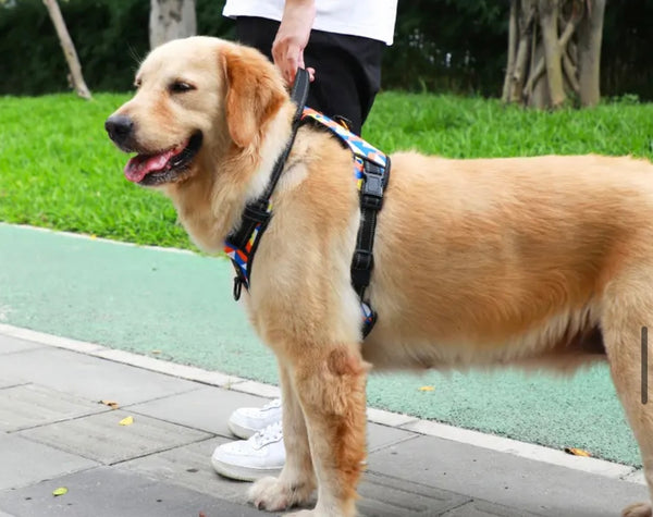 image of golden retriever and owner showing use of control handle on back of harness