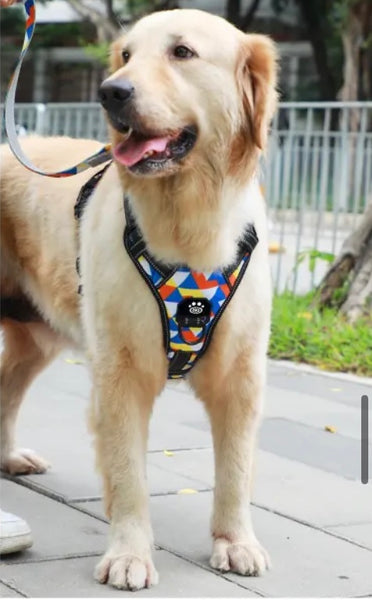 adult golden retriever showing the back clip feature