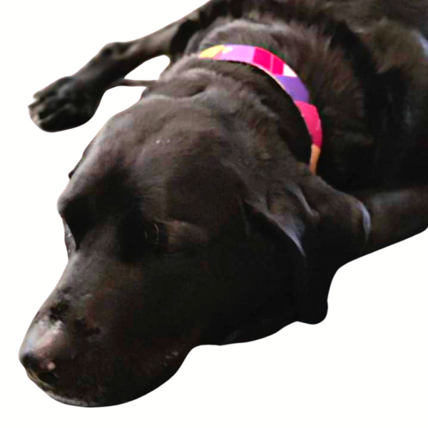 black lab "Pepper" looking stunning in her sunrise collar