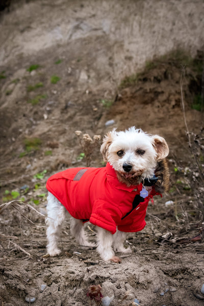 shipoo wearing a size small in this candy apple red small dog jacket