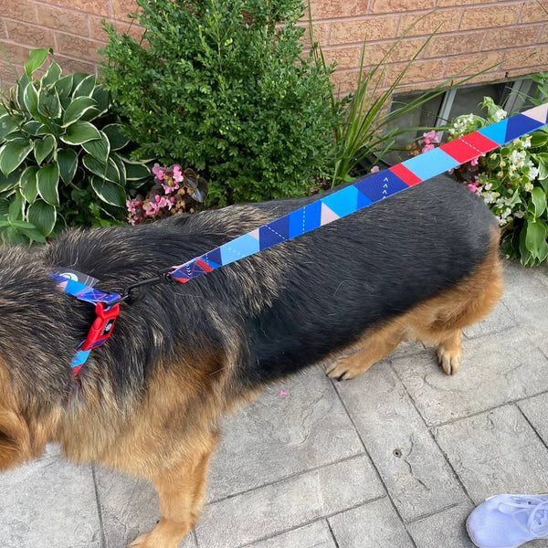 Debbie collar and leash set on german shepherd dog "Jerry"