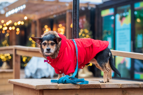 chiweenie wearing size large in this candy apple red small dog jacket