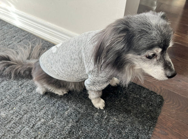 long hair chihuahua wearing our fleece lined paw print dog shirt
