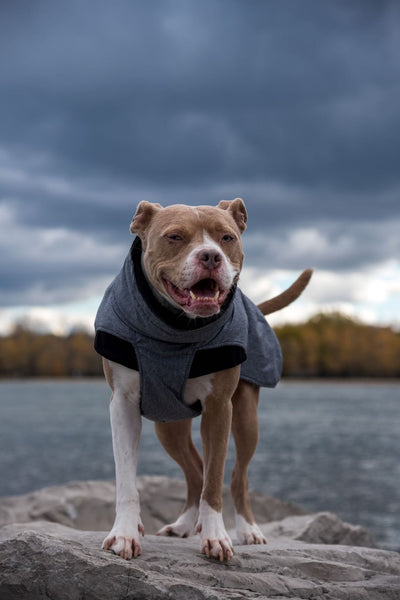 big chest dog coverage Model Pete is a bully breed and is wearing a size M/L in this big dog winter jacket with cotton lining affordable and great quality Canada
