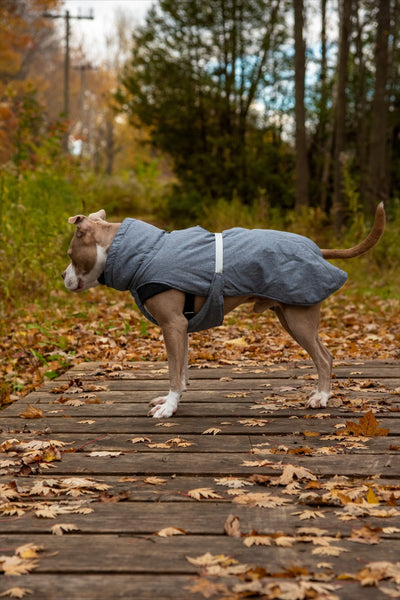Model Pete is a bully breed and is wearing a size M/L in this big dog winter jacket with cotton lining affordable and great quality Canada