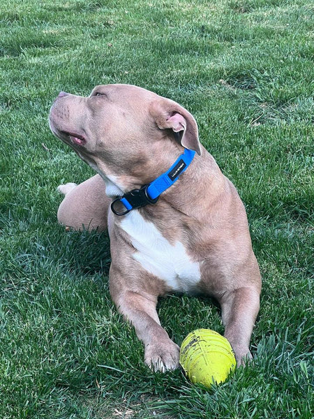 bull mix pup wearing a size large blue solid colour collar