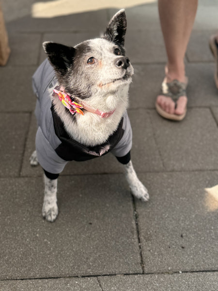 Waterproof four-legged onesie