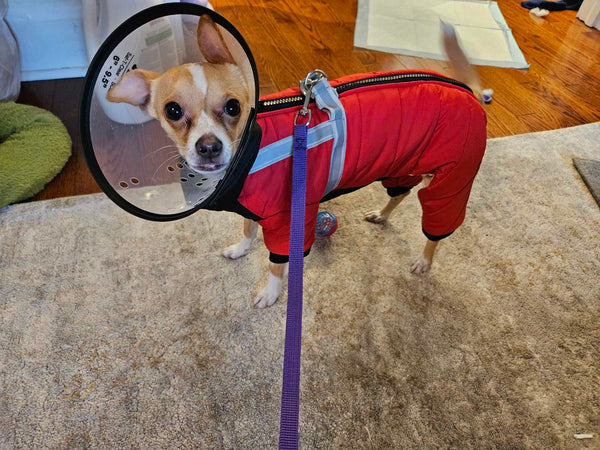 Waterproof four-legged onesie