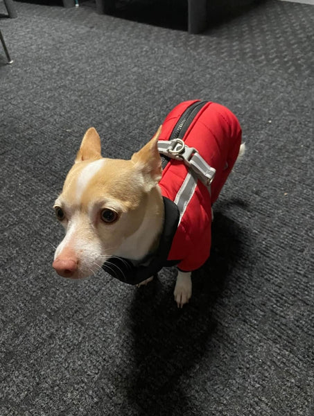 Waterproof four-legged onesie