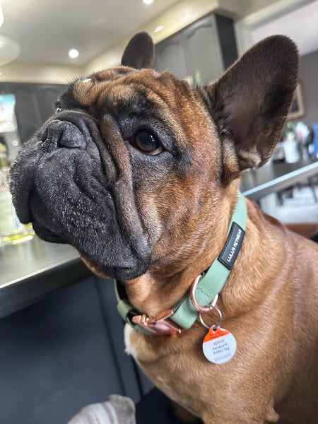 brown french bull dog wearing the sage collar which has a rose gold D ring and quick release buckle