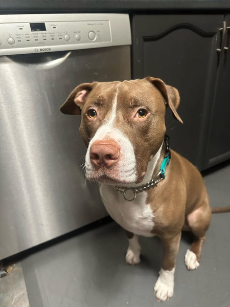 bully mix pup wearing a size large in the colour teal 