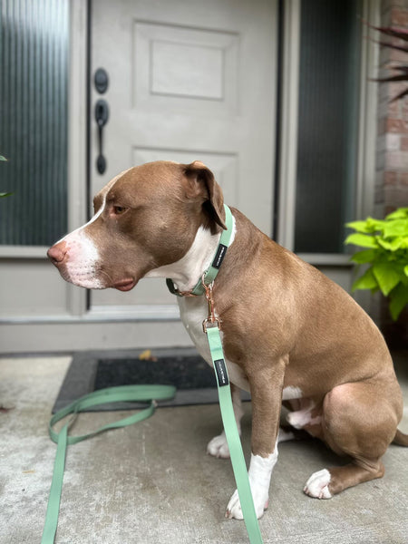 male light brown and white large bully mix pup wearing our sage collar/leash set