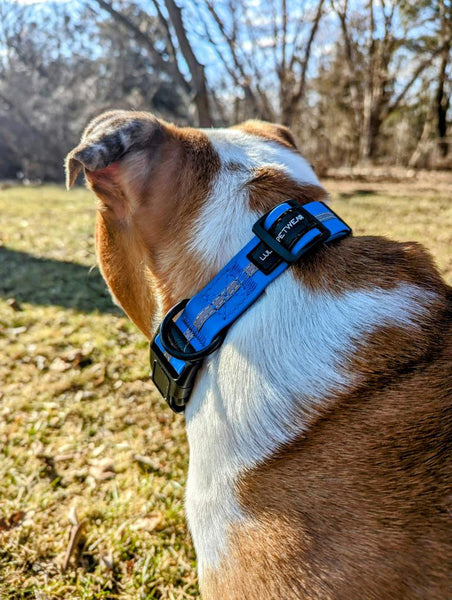 brown and white bull dog in size large, blue reflective martingale collar