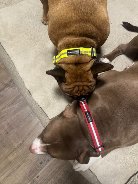 French bull dog wearing size medium in a limited edition colour, neon yellow 
 reflective martingale collar.
Partner in crime pup a large bully mix pup is wearing a large red reflective martingale collar