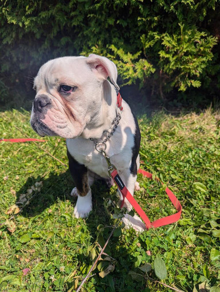 bull dog mix pup wearing a size small in our reflective martingale collar