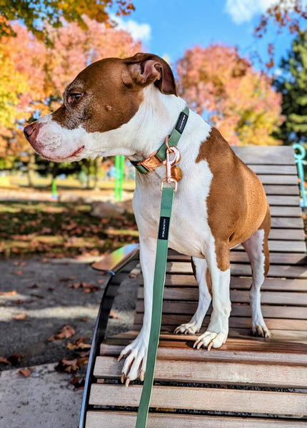 Female large bully mix pup in brown and white wearing our sage collar and leash set. Both collar and leash feature rose gold hardware