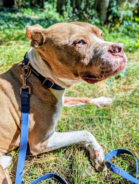 male med size light brown and white bully mix pup wearing our navy collar and leash set. This set features rose gold hardware.