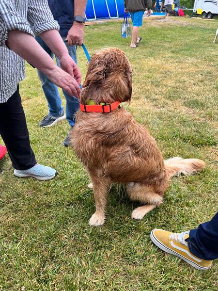 golden retriever pup trying on a large orange solid colour waterproof collar at one of our pet events