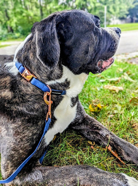 male XL bully mix black and white pup wearing our navy with rose gold hardware collar and leash set