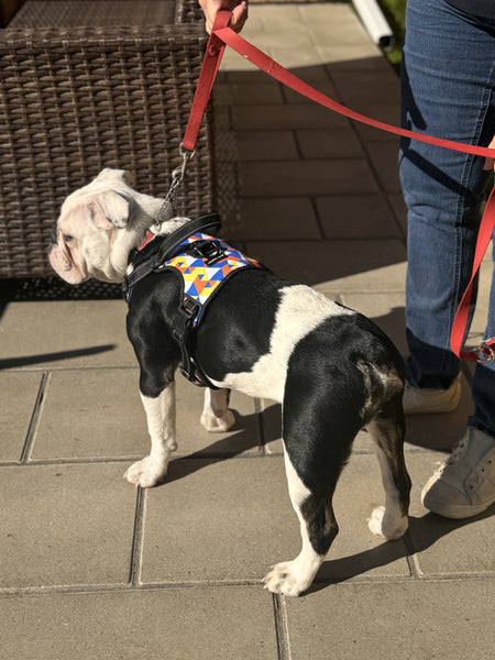 black and white bull dog mix pup in geometrical supreme control harness