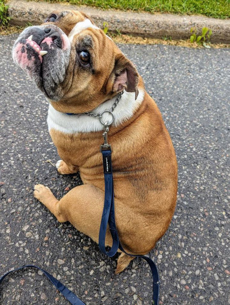 Bulldog in navy everyday walking leash with traffic handle