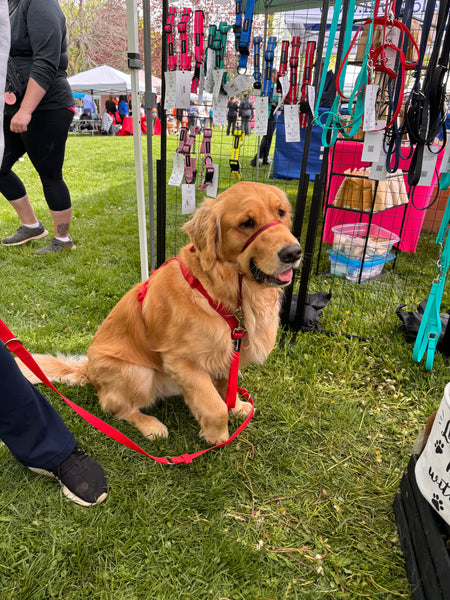 Golden retriever in red everyday walking leash with traffic handle