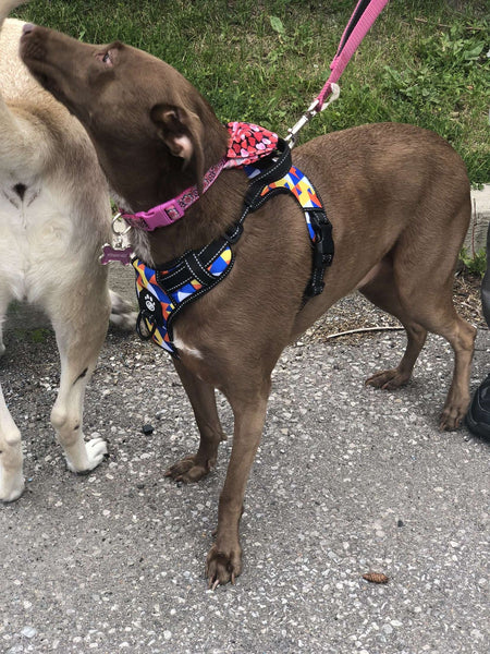 big brown lab mix pup in geometrical supreme control harness.